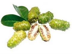 شاه توت هندی